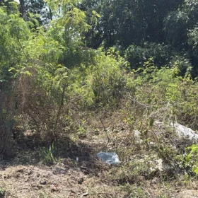 Imóvel está sem cercamento e tomado pelo mato, segundo relatos de moradores da região.