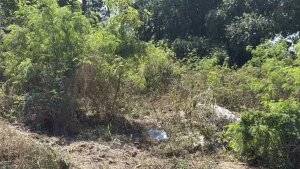 Casa e lote abandonados geram preocupa&ccedil;&atilde;o e transtornos para moradores do Esplanada