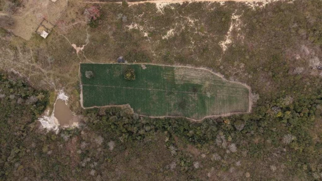 Pol&iacute;cia encontra planta&ccedil;&atilde;o de 40 mil p&eacute;s de maconha no Vale do Jequitinhonha