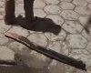 Polícia Militar atende ocorrência de agressão no bairro das Graças, em Oliveira