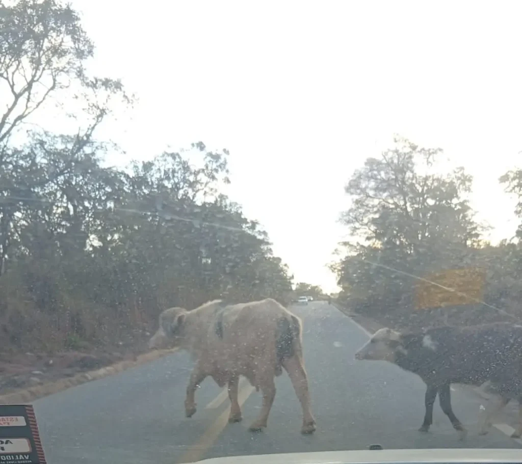 Grupo de gado escuro pastando e atravessando &agrave;s margens de uma rodovia asfaltada