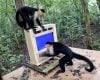 Pesquisadores desenvolvem sistema de inteligência artificial para avaliar cognição de macacos-prego em seu habitat natural