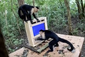 Pesquisadores desenvolvem sistema de inteligência artificial para avaliar cognição de macacos-prego em seu habitat natural