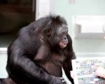 A evolução do nariz humano e suas implicações para a fala e a anatomia vocal