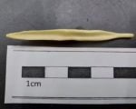 Estruturas ósseas na genitália feminina e masculina de mamíferos revelam avanços na compreensão anatômica e evolutiva