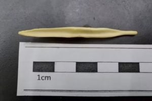 Estruturas ósseas na genitália feminina e masculina de mamíferos revelam avanços na compreensão anatômica e evolutiva