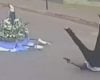 Homem e imagem de Santa Maria Eterna caem de caminhonete durante cortejo em Minas Gerais