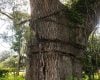 Organizações de preservação ambiental atuam para salvar carvalho de 300 anos que resistiu à guerra na Carolina do Sul