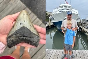 Menino de 11 anos e pai encontram dente fossilizado de megalodonte em praia de Nova Jersey