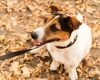 Uso de fezes de cães como adubo apresenta riscos à saúde e ao meio ambiente