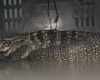 Lagarto de grande porte invade bar em Belo Horizonte e causa mobilização de equipes de resgate