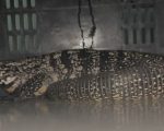 Lagarto de grande porte invade bar em Belo Horizonte e causa mobilização de equipes de resgate