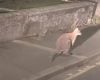 Canguru de cauda curta é visto em rua no Reino Unido, indicando possível fuga de cativeiro