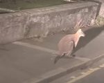 Canguru de cauda curta é visto em rua no Reino Unido, indicando possível fuga de cativeiro