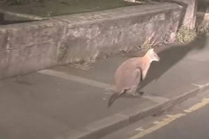 Canguru de cauda curta é visto em rua no Reino Unido, indicando possível fuga de cativeiro