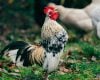 O papel do canto do galo na comunicação e na hierarquia social das aves