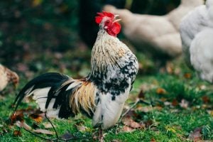 O papel do canto do galo na comunicação e na hierarquia social das aves