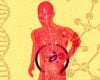 Estudo revela que órgãos envelhecem de forma diferenciada e que essa variação pode ser monitorada por exames de sangue