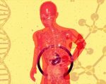 Estudo revela que órgãos envelhecem de forma diferenciada e que essa variação pode ser monitorada por exames de sangue