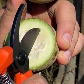 INAES e ADM firmam parceria para impulsionar bioeconomia no Norte de Minas&nbsp;