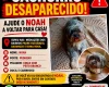Procura-se Noah, cachorro desaparecido em Divinópolis