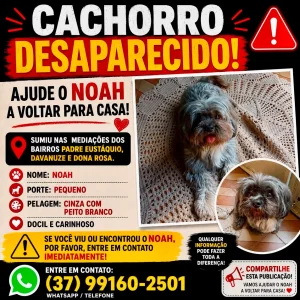 Procura-se Noah, cachorro desaparecido em Divinópolis