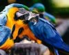 Ibama em BH suspende entrada de animais após vírus; resgates são encaminhados para Divinópolis