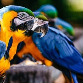 Ibama em BH suspende entrada de animais após vírus; resgates são encaminhados para Divinópolis