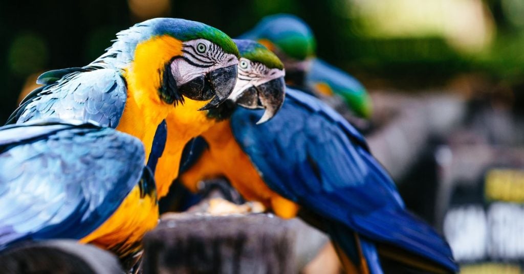 Ibama em BH suspende entrada de animais ap&oacute;s v&iacute;rus; resgates s&atilde;o encaminhados para Divin&oacute;polis