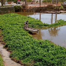 Prefeitura faz força-tarefa para retirar aguapés no Rio Itapecerica, em Divinópolis