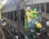Carreta que tombou na BR-494 transportava 53 cabeças de gado