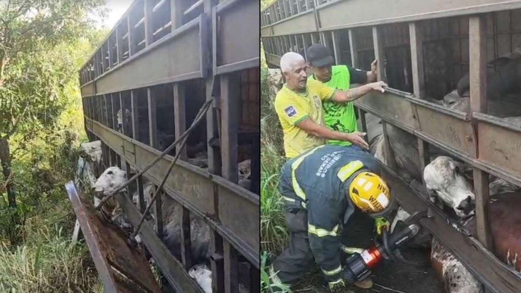 Carreta que tombou na BR-494 transportava 53 cabe&ccedil;as de gado