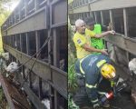 Carreta que tombou na BR-494 transportava 53 cabe&ccedil;as de gado