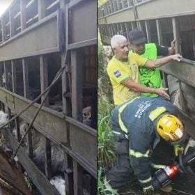 Carreta que tombou na BR-494 transportava 53 cabeças de gado