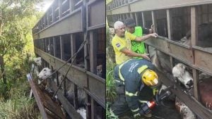 Carreta que tombou na BR-494 transportava 53 cabeças de gado