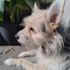 Cachorro Romeu, de pequeno porte e pelagem branca com cinza, desaparecido em Divinópolis