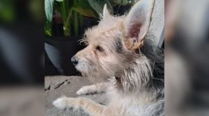 Cachorro Romeu, de pequeno porte e pelagem branca com cinza, desaparecido em Divinópolis