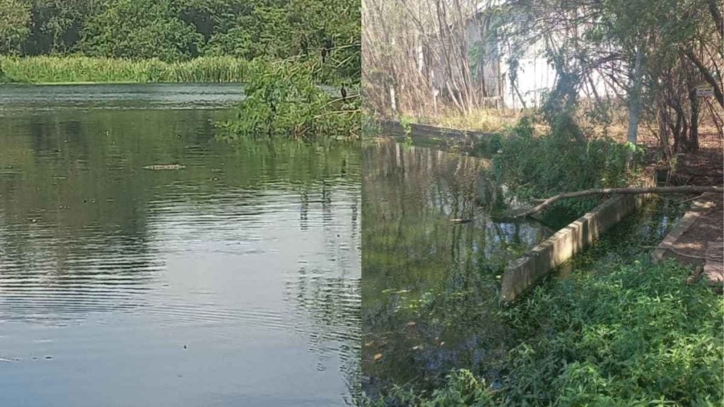 Peixes s&atilde;o encontrados mortos em lagoa no Icara&iacute;, em Divin&oacute;polis; Prefeitura investiga