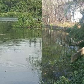 Peixes são encontrados mortos em lagoa no Icaraí, em Divinópolis; Prefeitura investiga