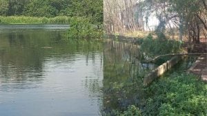 Peixes são encontrados mortos em lagoa no Icaraí, em Divinópolis; Prefeitura investiga