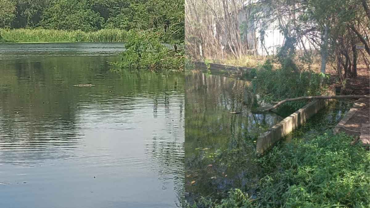 Peixes s&atilde;o encontrados mortos em lagoa no Icara&iacute;, em Divin&oacute;polis; Prefeitura investiga