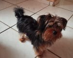 Utilidade Pública: Cachorro desaparece no Porto Velho, em Divinópolis