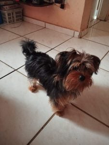 Utilidade Pública: Cachorro desaparece no Porto Velho, em Divinópolis