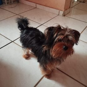 Utilidade Pública: Cachorro desaparece no Porto Velho, em Divinópolis