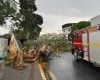 Queda de árvore deixa dois feridos durante temporal em Formiga