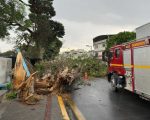 Queda de árvore deixa dois feridos durante temporal em Formiga