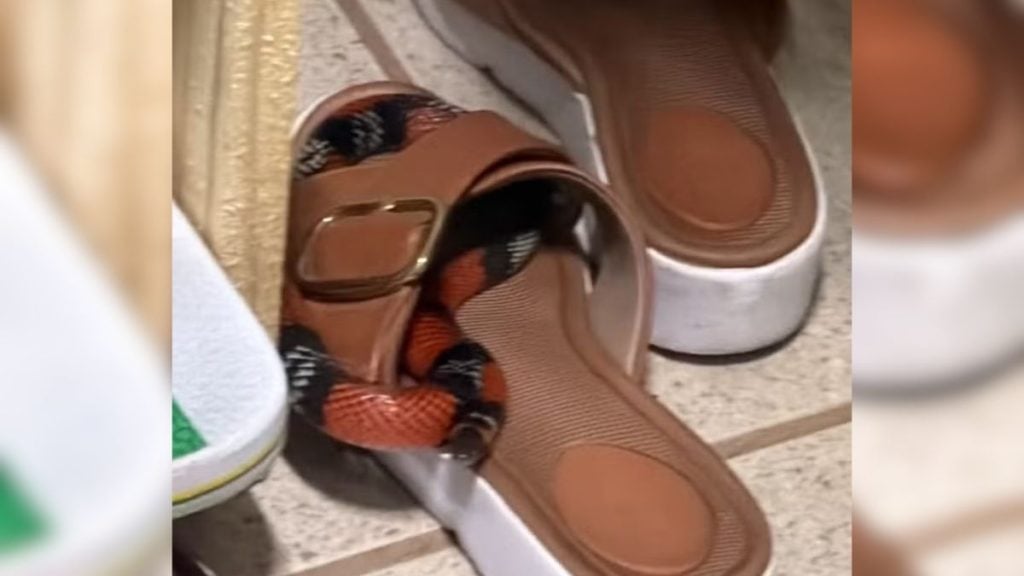 Cobra-coral &eacute; encontrada em par de sapatos no Manoel Valinhas, em Divin&oacute;polis
