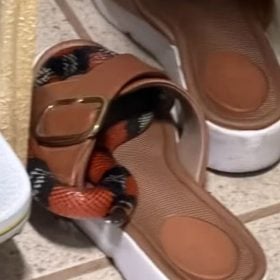 Cobra-coral é encontrada em par de sapatos no Manoel Valinhas, em Divinópolis