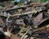 Cientistas descobrem nova espécie de planta subterrânea na Tailândia, classificada como criticamente ameaçada