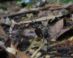 Cientistas descobrem nova espécie de planta subterrânea na Tailândia, classificada como criticamente ameaçada